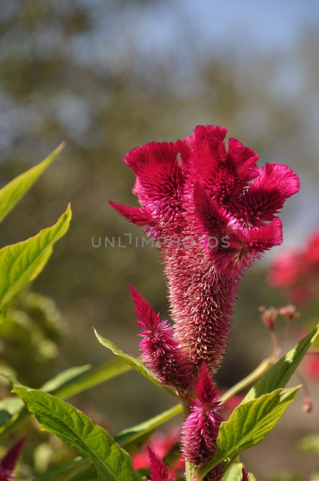 beautiful pink cockscomb flower in Greece