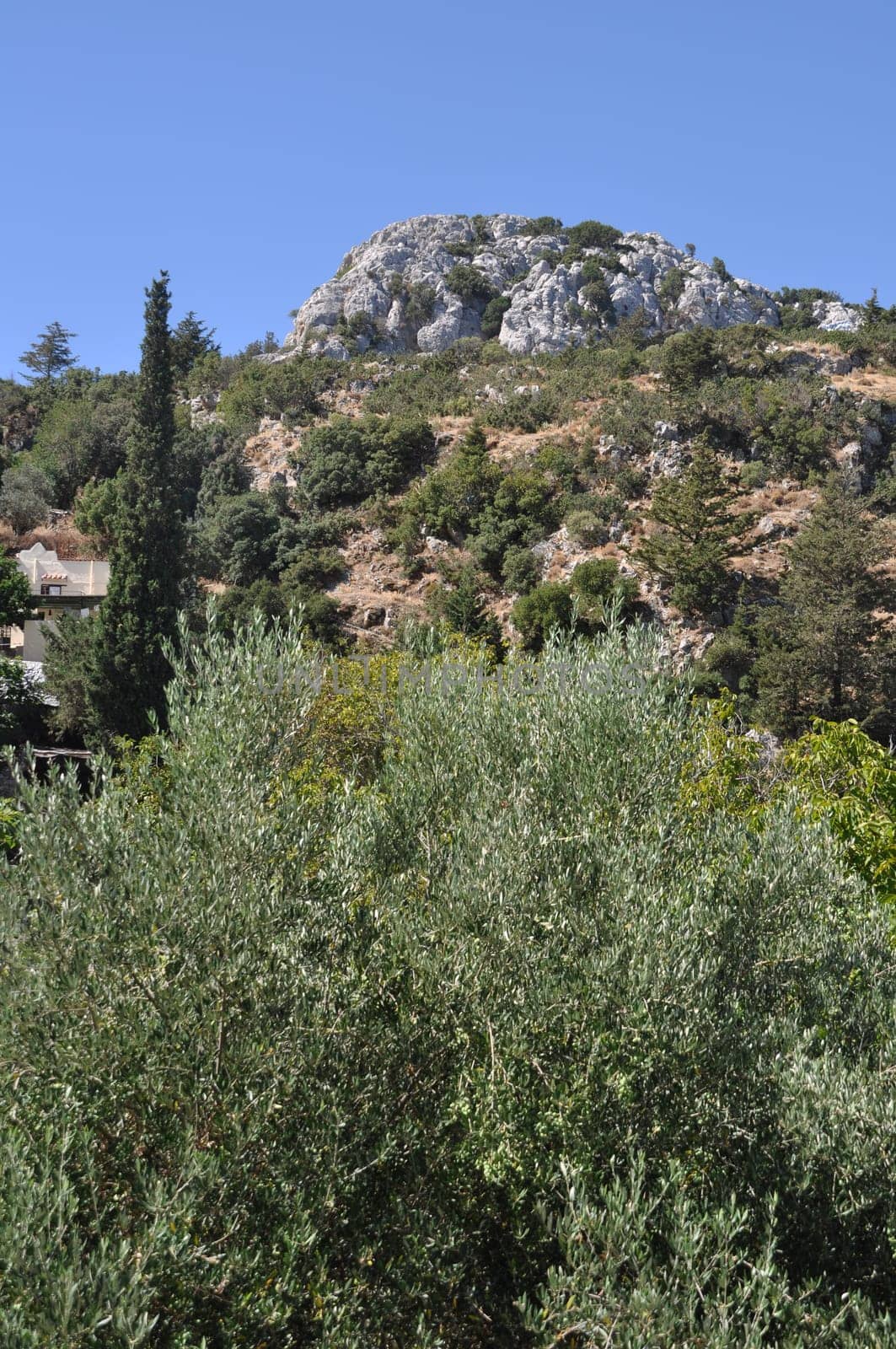 mountainous Zia village in Kos island, Greece (olive tree on foreground)