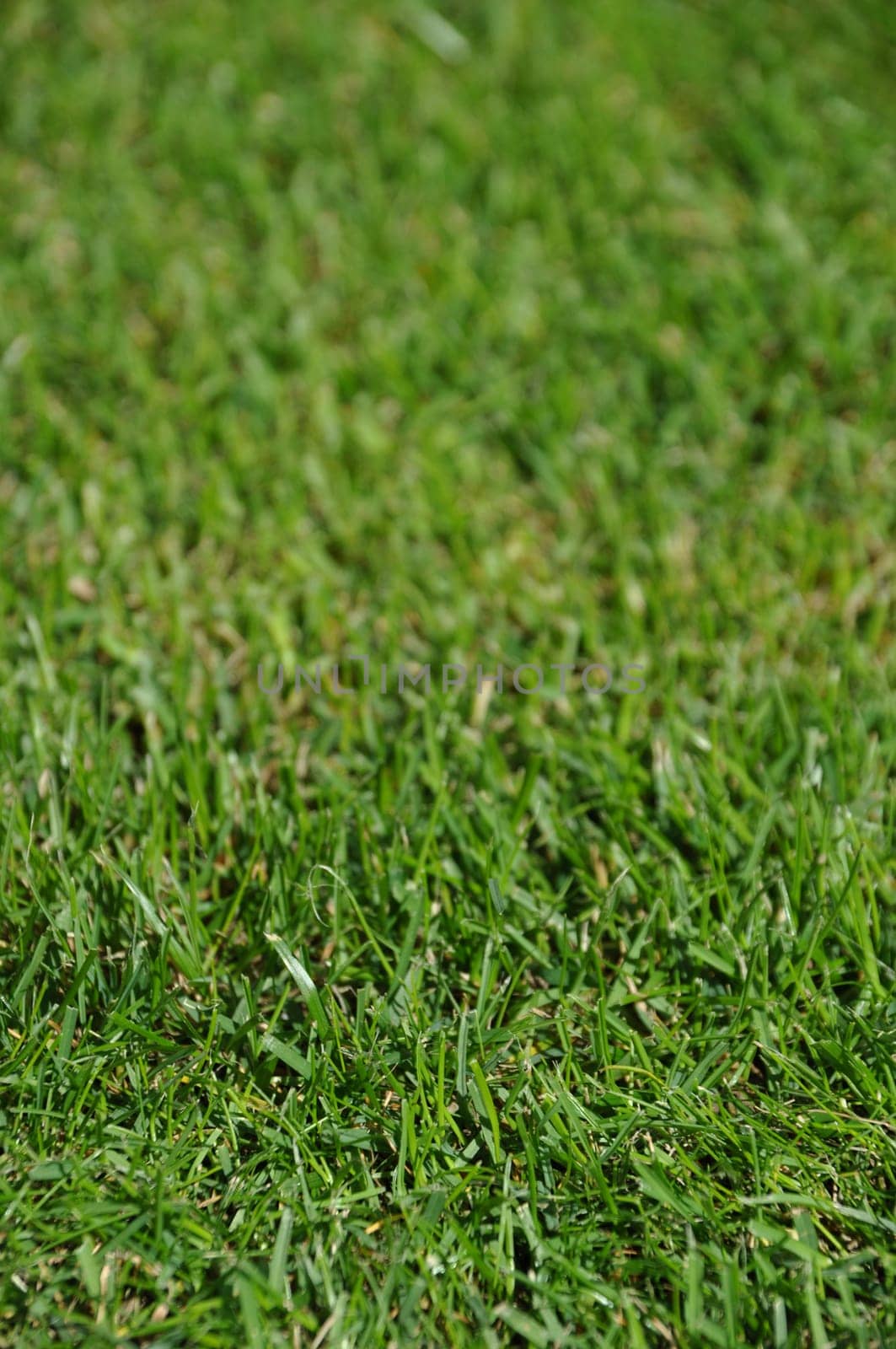 gorgeous green grass background with shallow depth of field