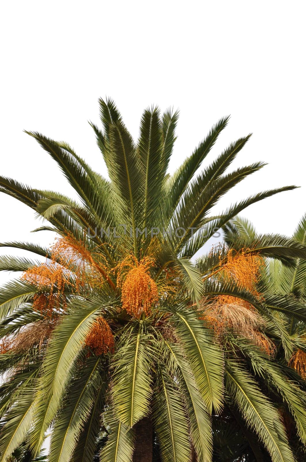vibrant palm tree isolated on white background