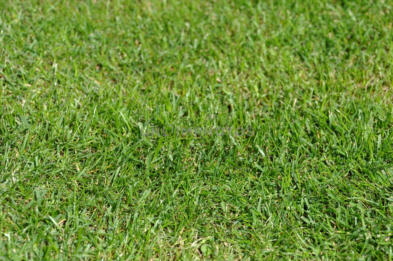gorgeous green grass background with shallow depth of field