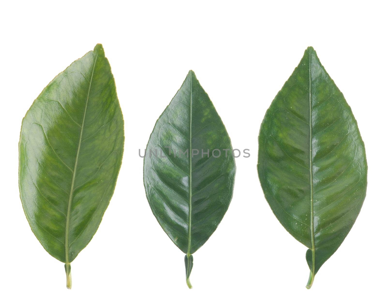 three gorgeous orange tree leafs isolated on white background
