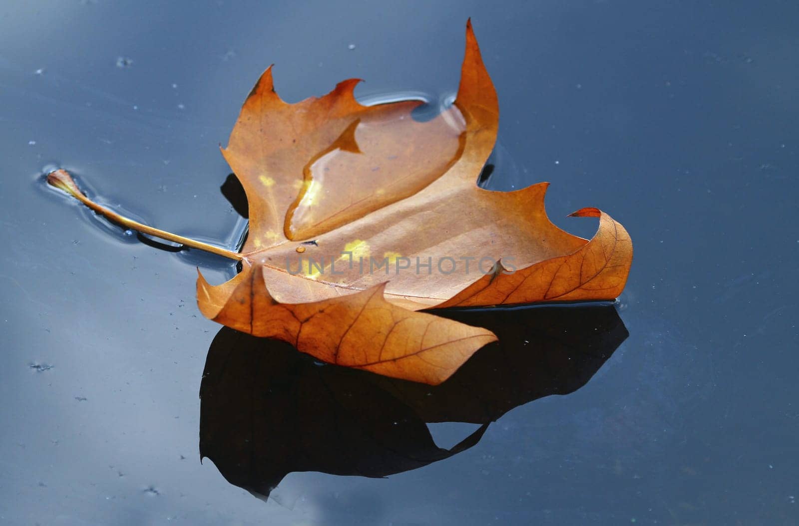 Autumn leaf