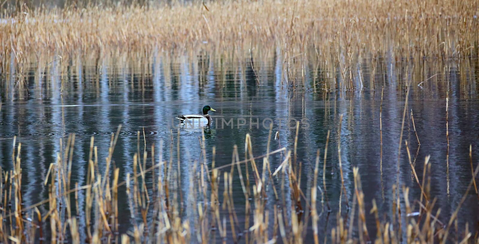 A male wild duck swims on a lake among dry grass. by Hil