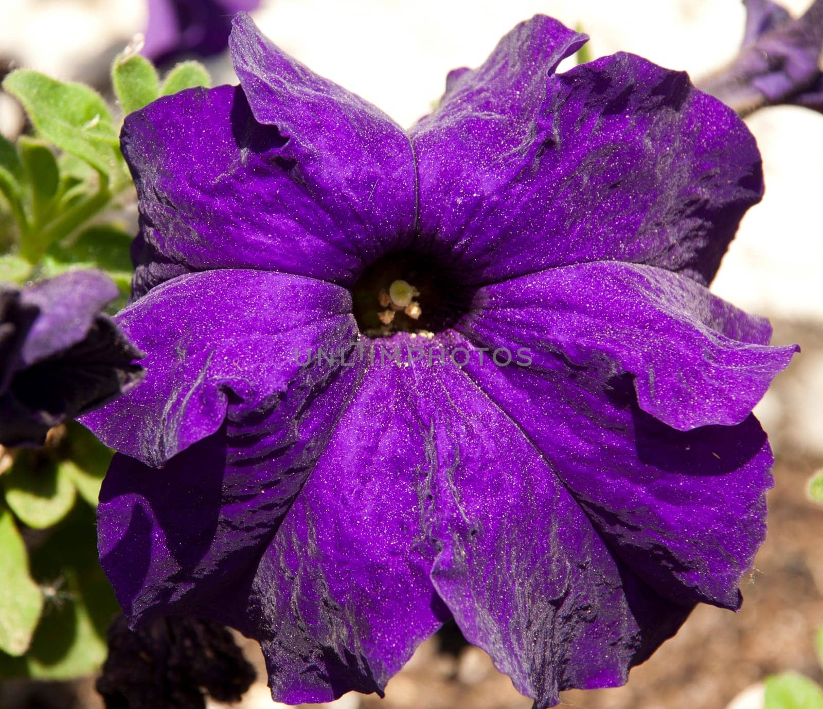 vibrant purple petunia flower, native to South America