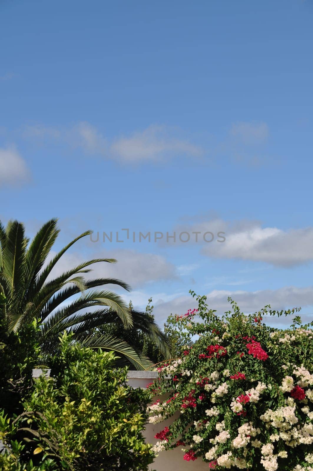beautiful garden/nature scene with bougainvillea flowers and palm tree (blue sky available for copy-space)