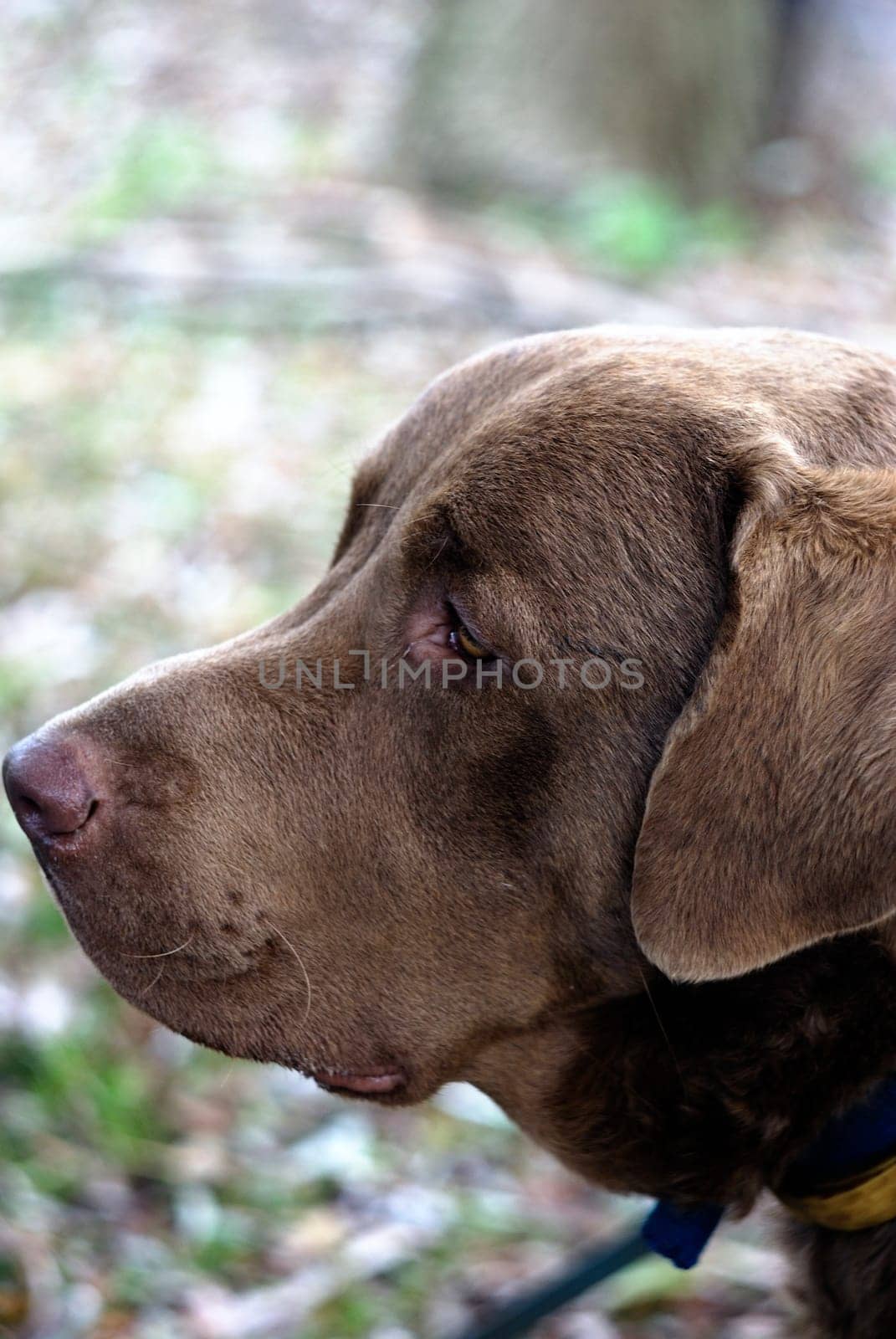 chesapeake bay retriever