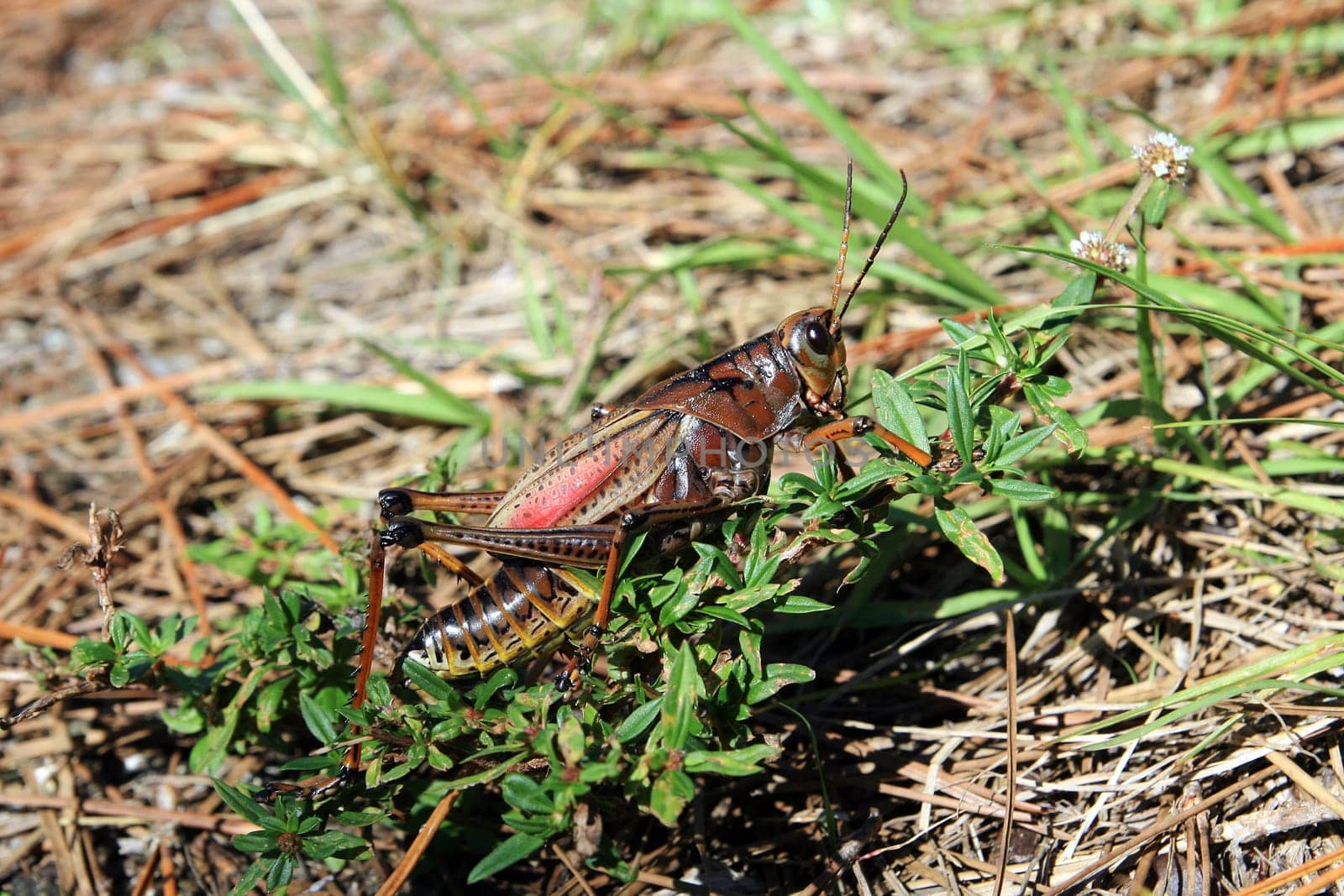 Florida's Great Locusts