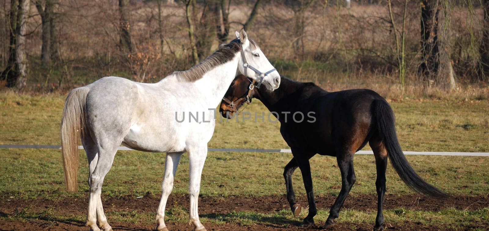 two horses grazing on