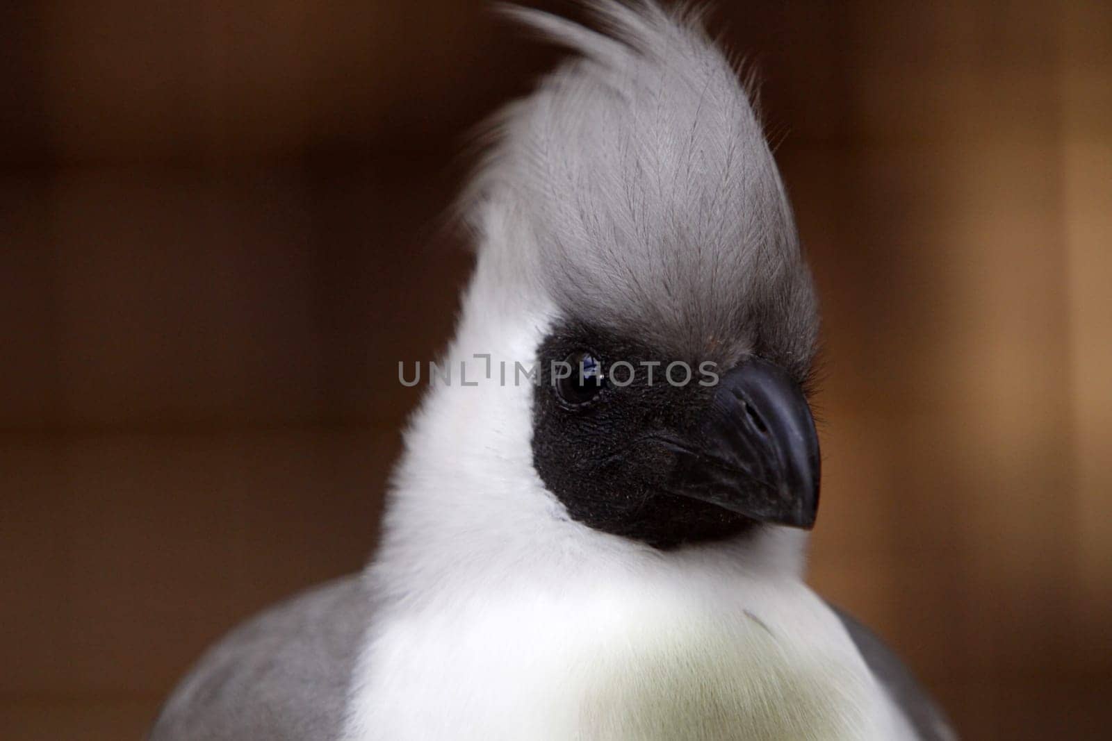 Naked-throated noisy bird