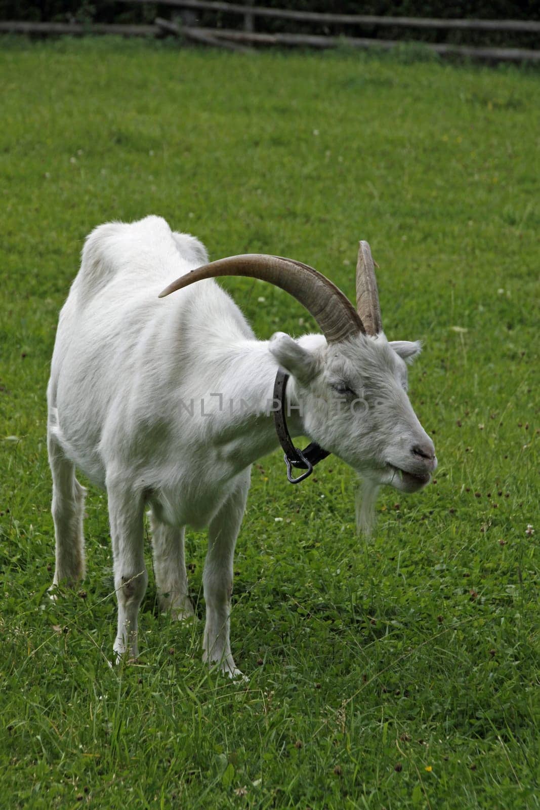 White German noble goat