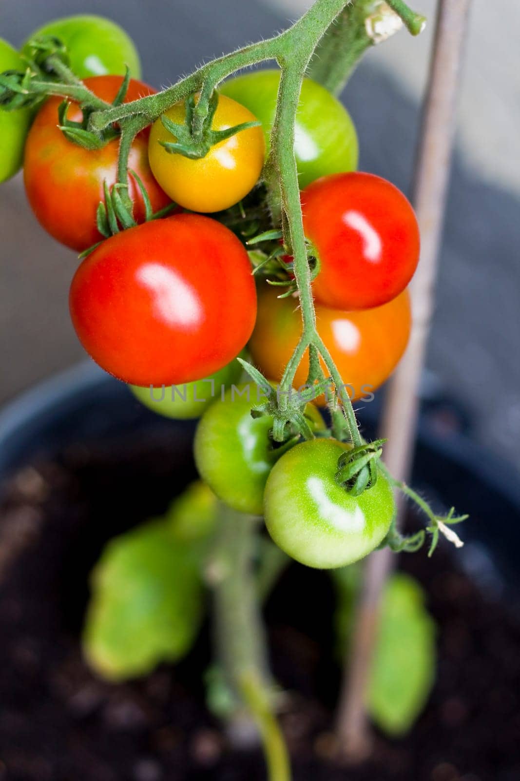 Colorful tomatoes