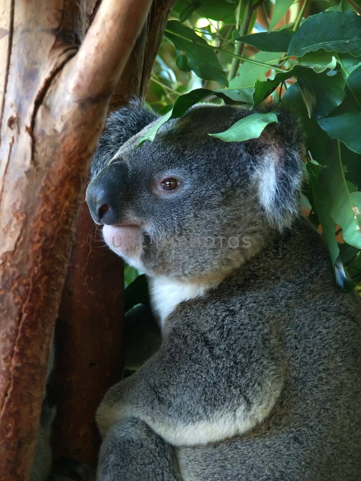 A Koala (Phascolarctos cinereus) rests in a tree in Queensland, Australia.