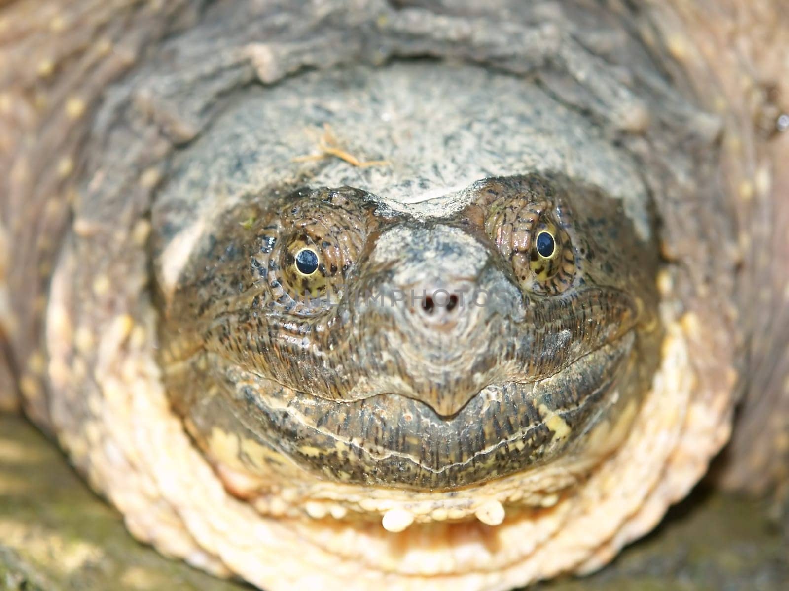 A Snapping Turtle (Chelydra serpentina) at Deer Run Forest Preserve in northern Illinois.