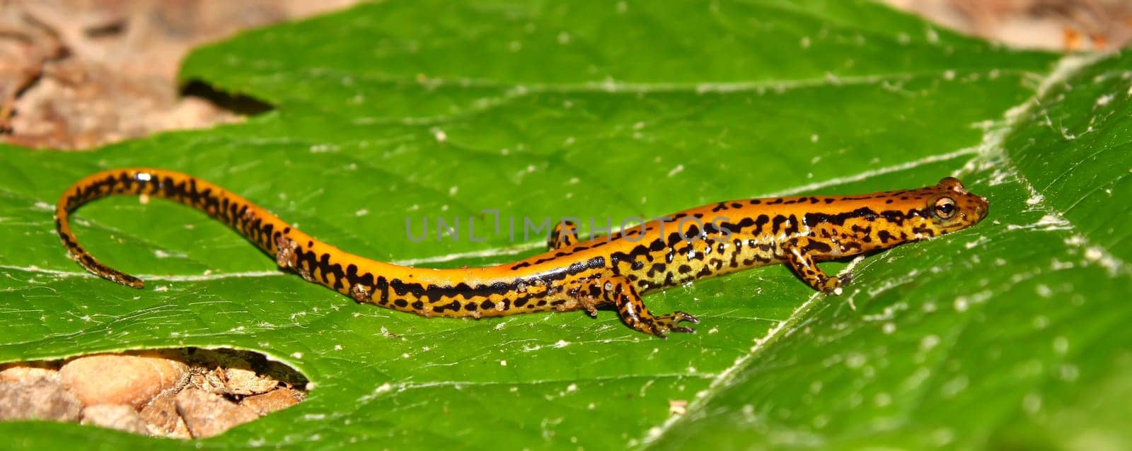 Long-tailed Salamander (Eurycea longicauda) at Tishomingo State Park in Mississippi.
