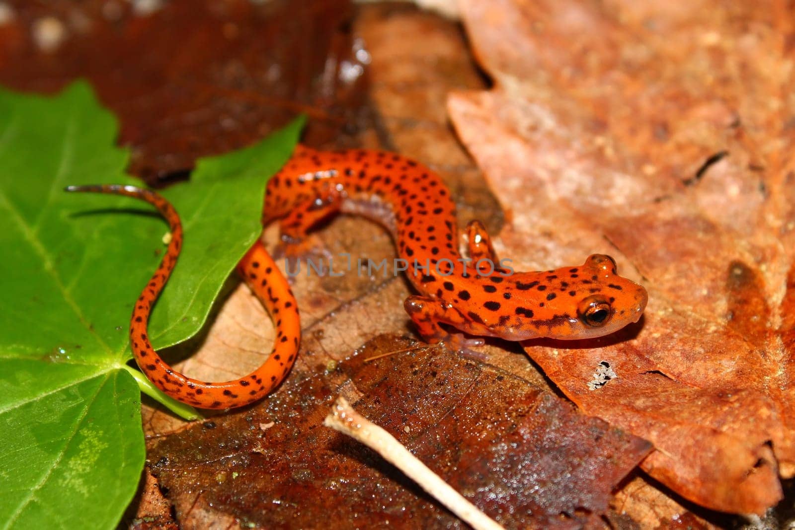 Cave Salamander (Eurycea lucifuga) at Monte Sano State Park - Alabama.