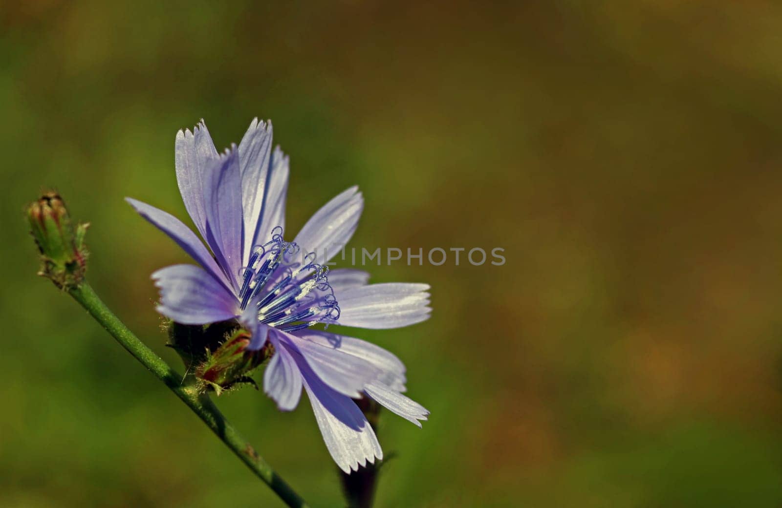 Flower of the Year 2009