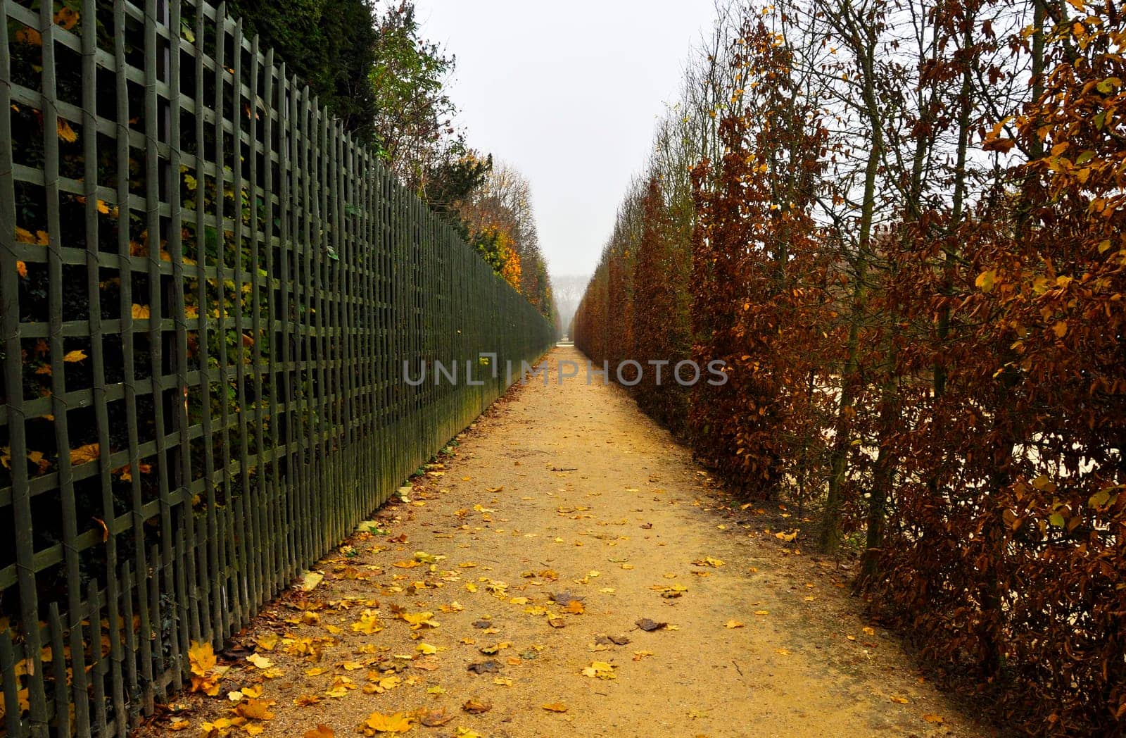 Footpath in autumn, Versailles gardens, France