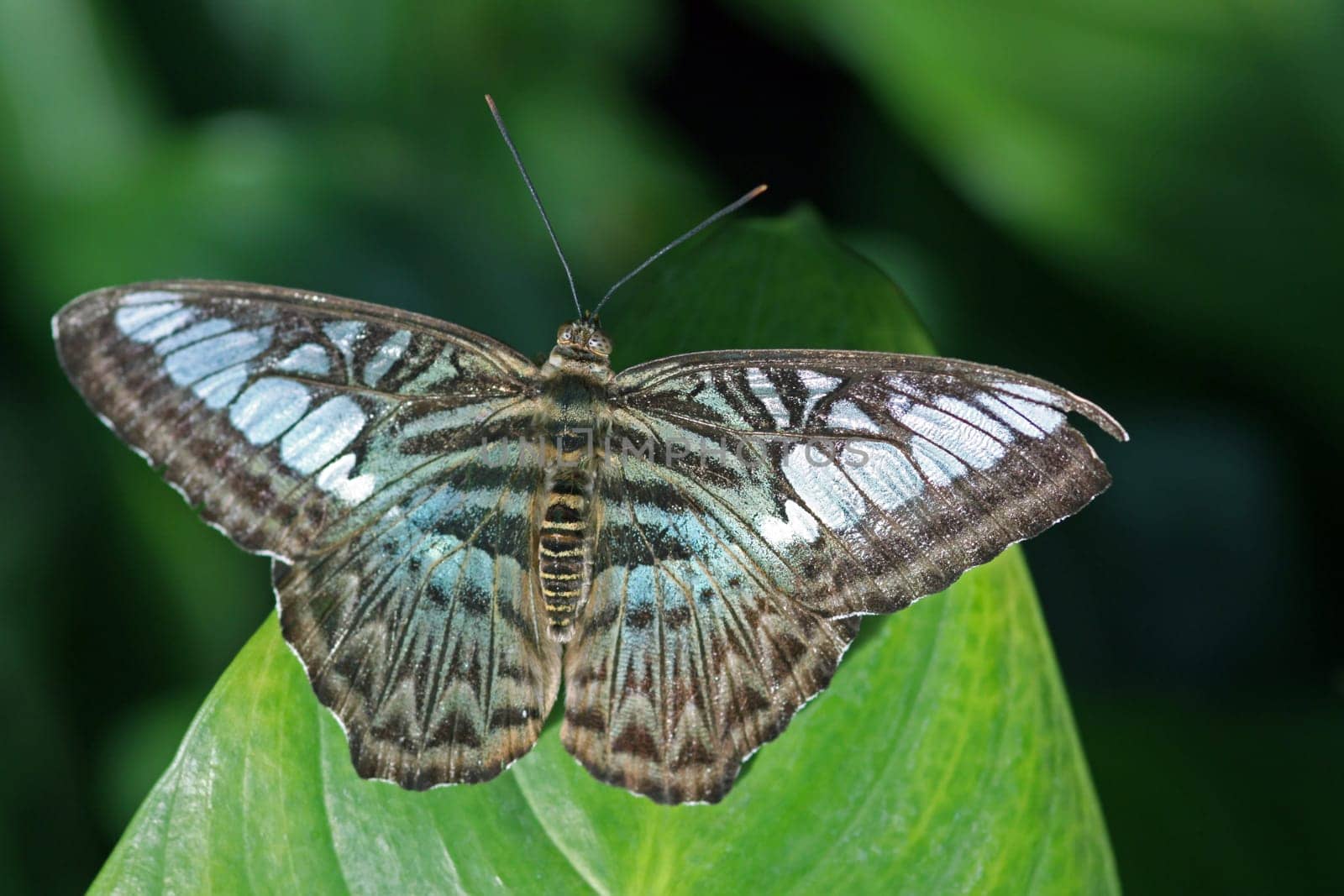 Blue Sail Butterfly