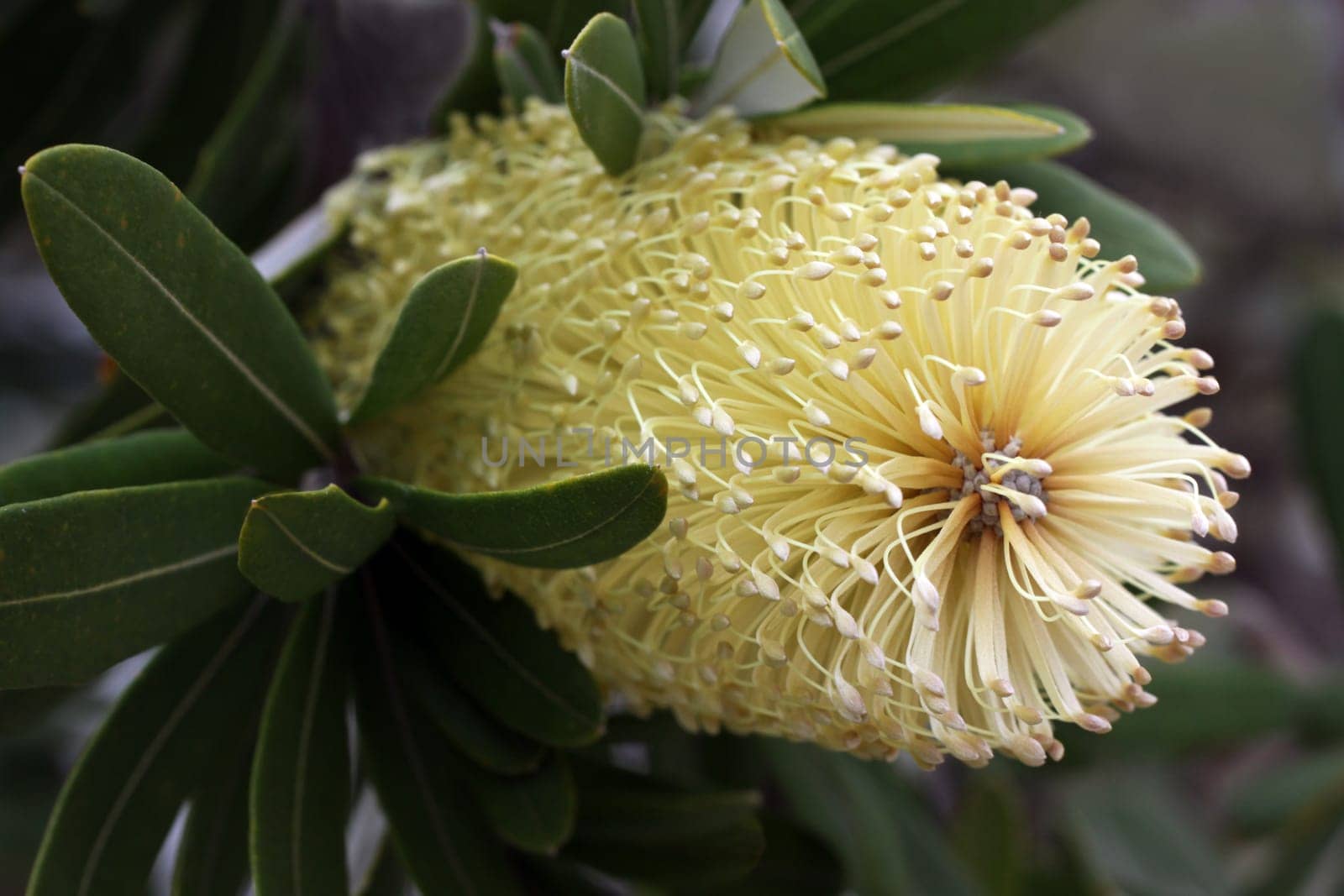 Banksia integrifolia