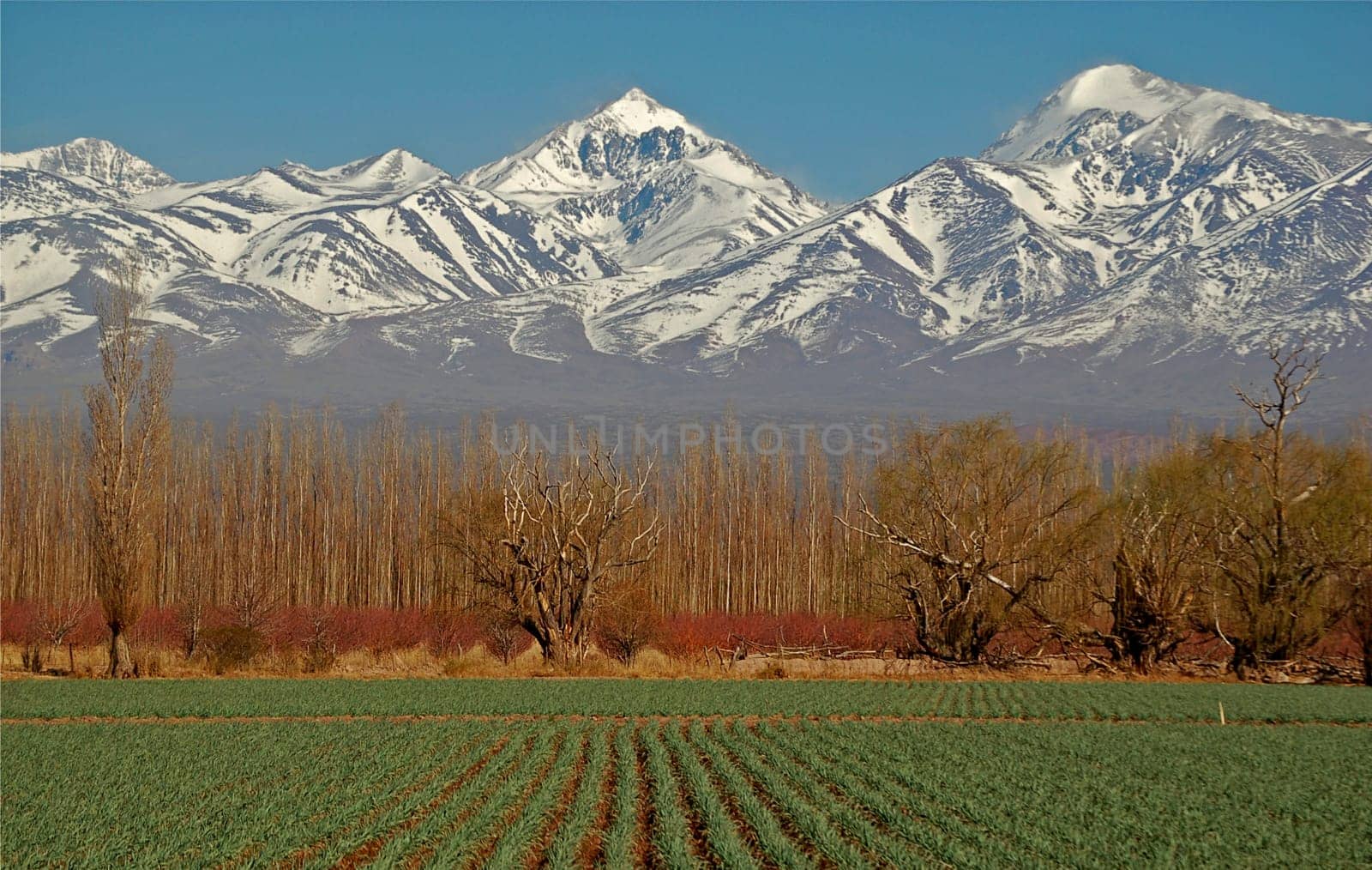 Green field before high snow peaked mountains in Argentina Mendoza region