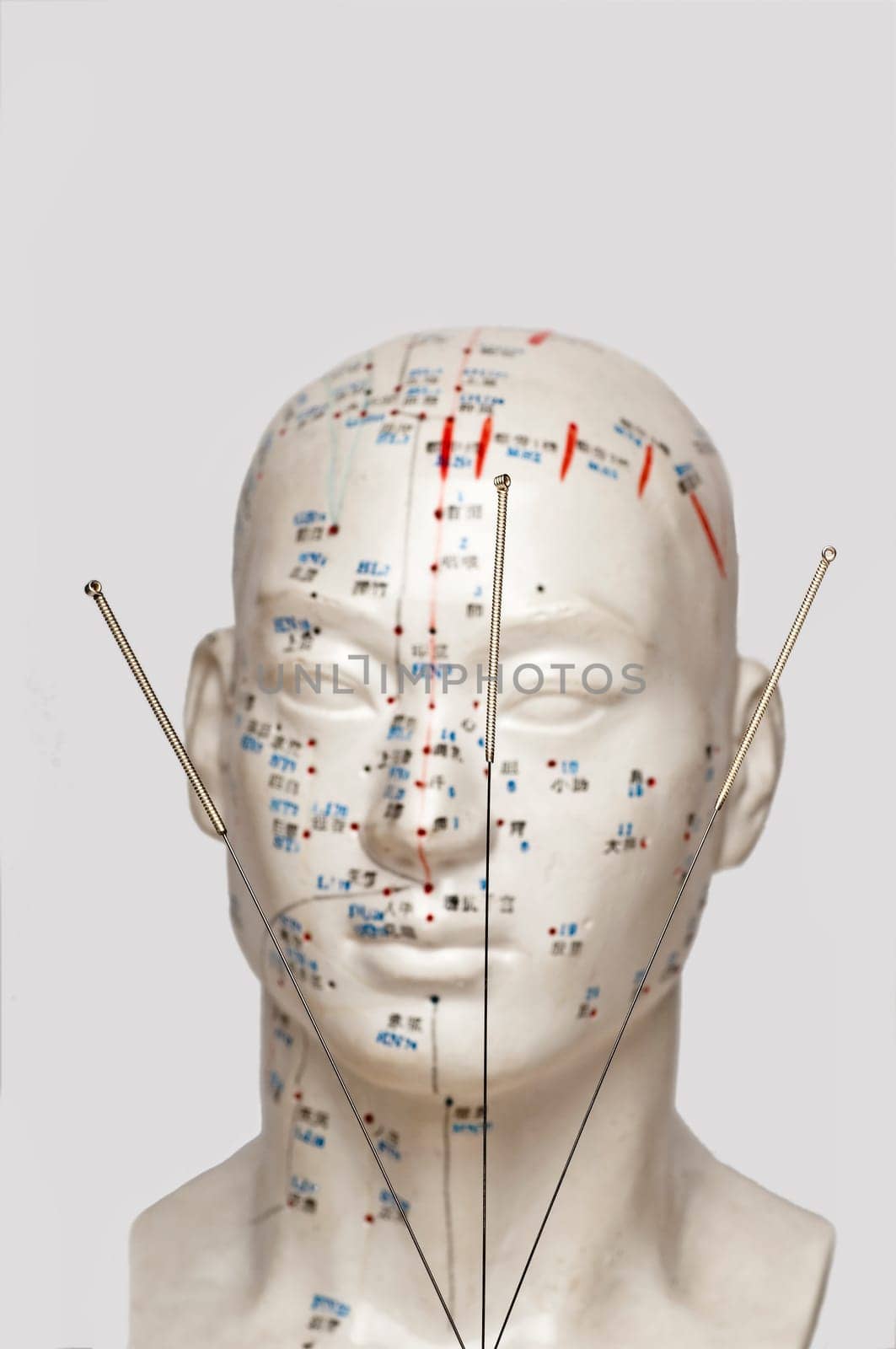 Acupuncture model