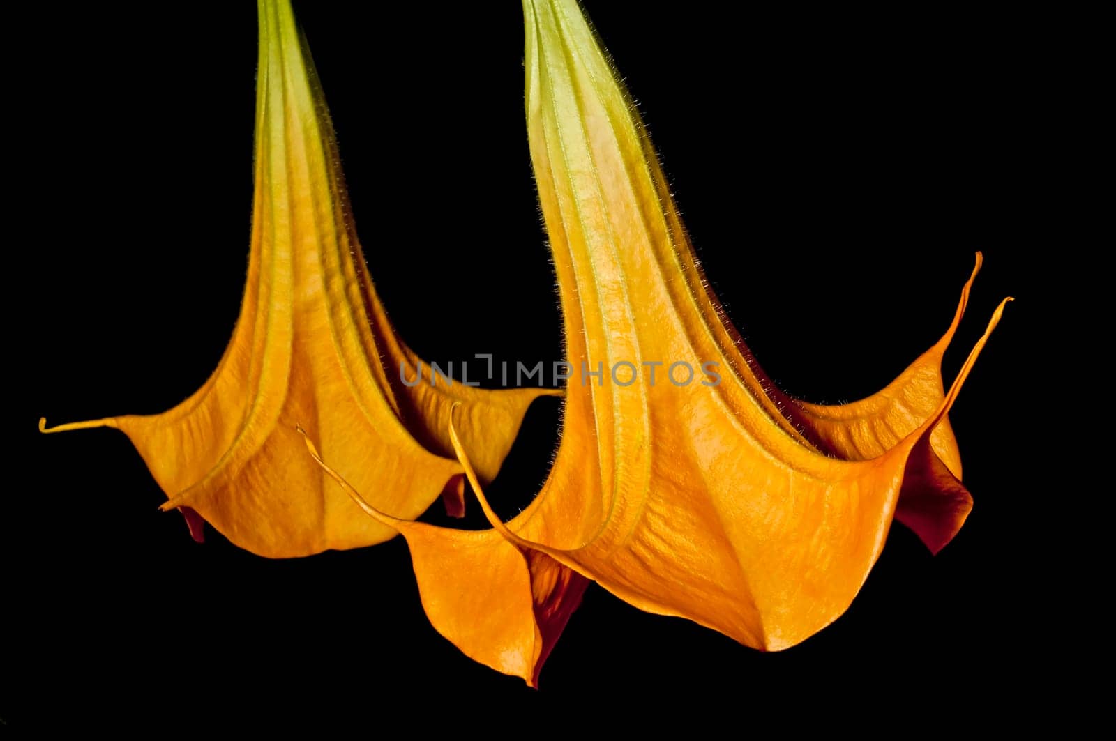 Flowering of Brugmansia