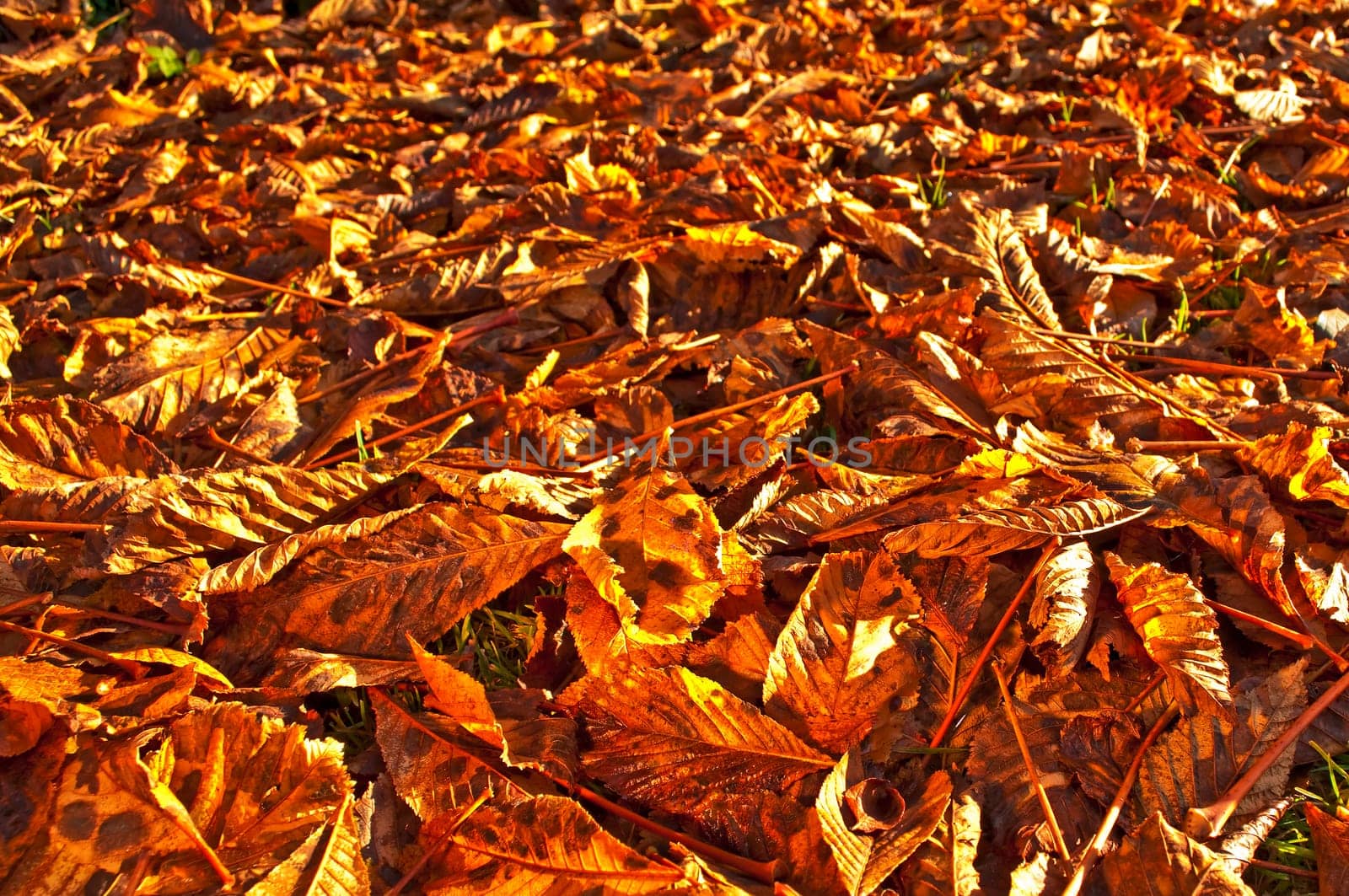 (Fall foliage) or (fall leaves) or (autumn leaves)