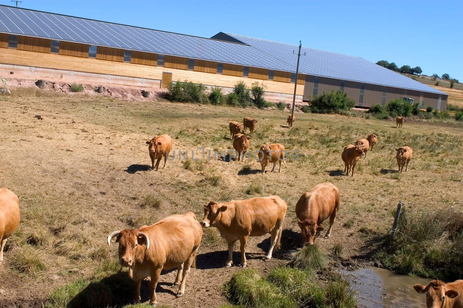 Cattle Sheds Solar Power Sation