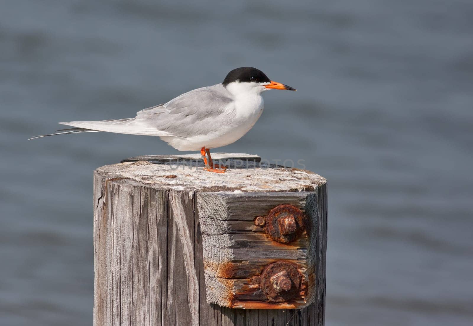 Forster&#039 s Tern bird, Sterna forsteri, on a wood post with a water background