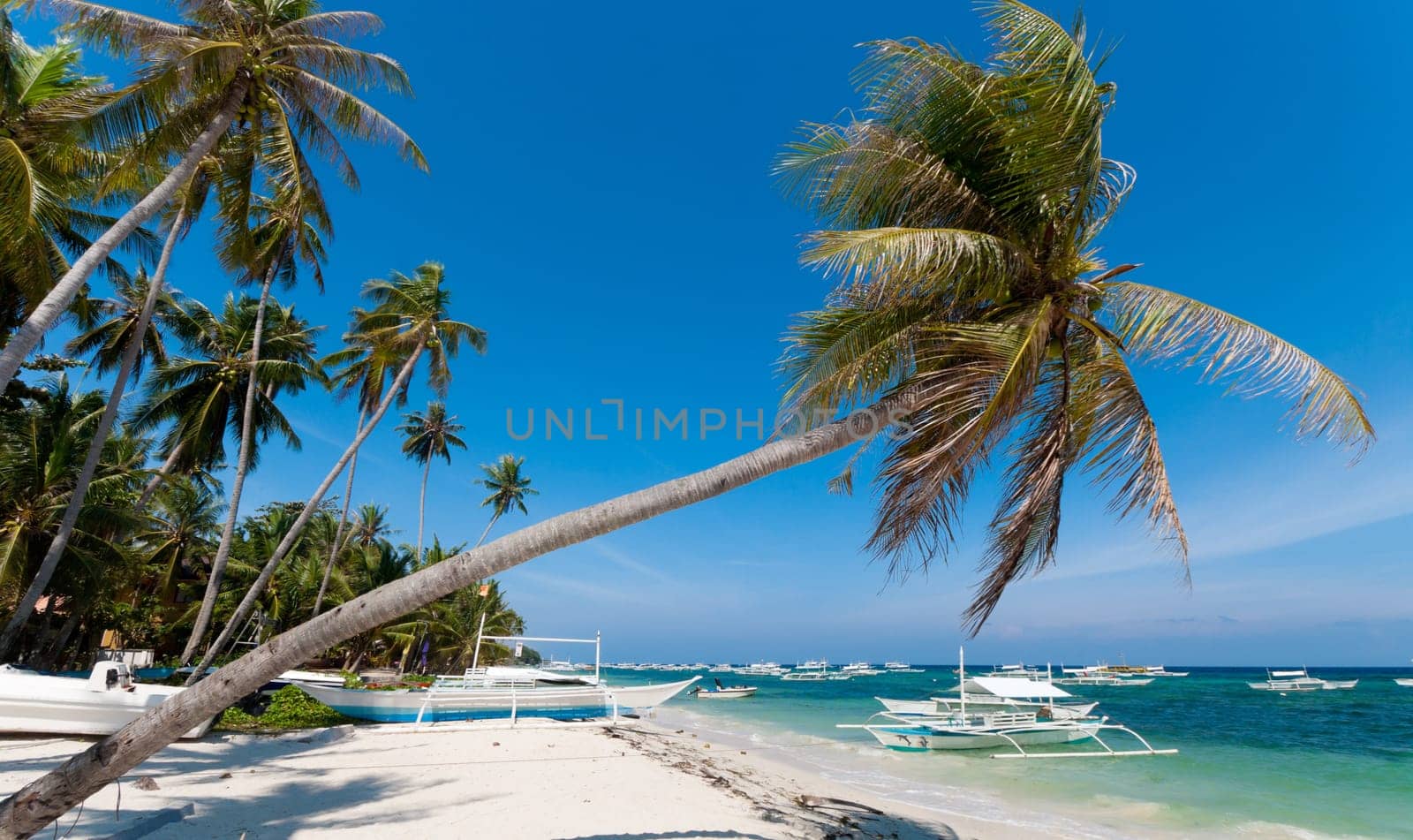 single palm tree on a philippine beach
