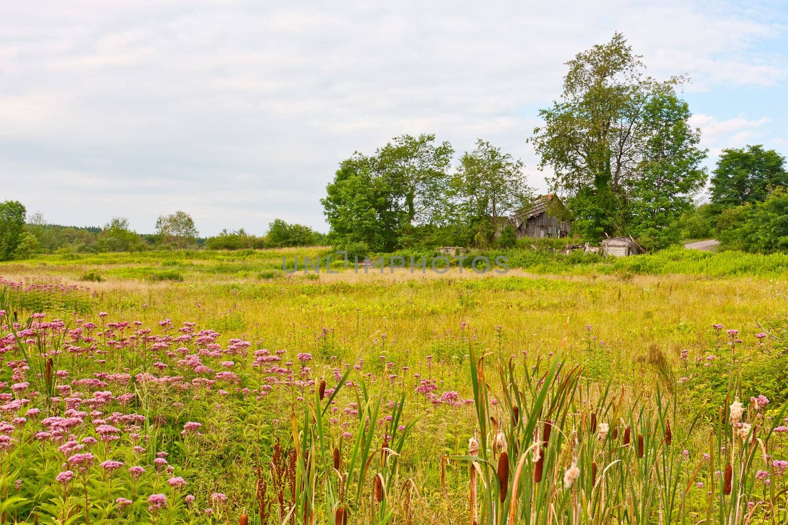 An old, ruined wooden barn surrounded by trees and weeds in a country meadow