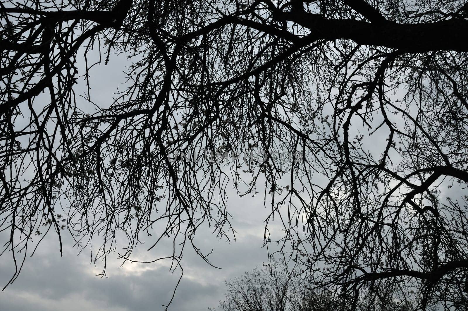 Blooming cherry tree branches silhouette under moody sky. Last days of winter.