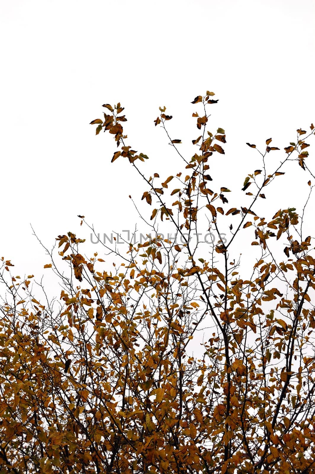 Deciduous autumnal brown leaf tree branches against a white background.