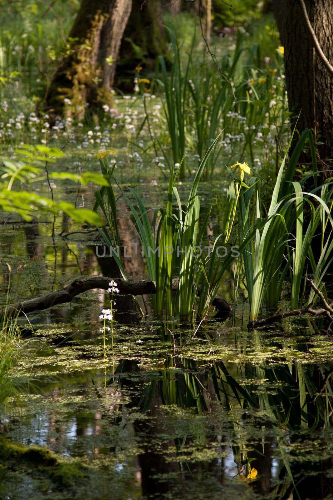 Flowers standing in the water in the bog