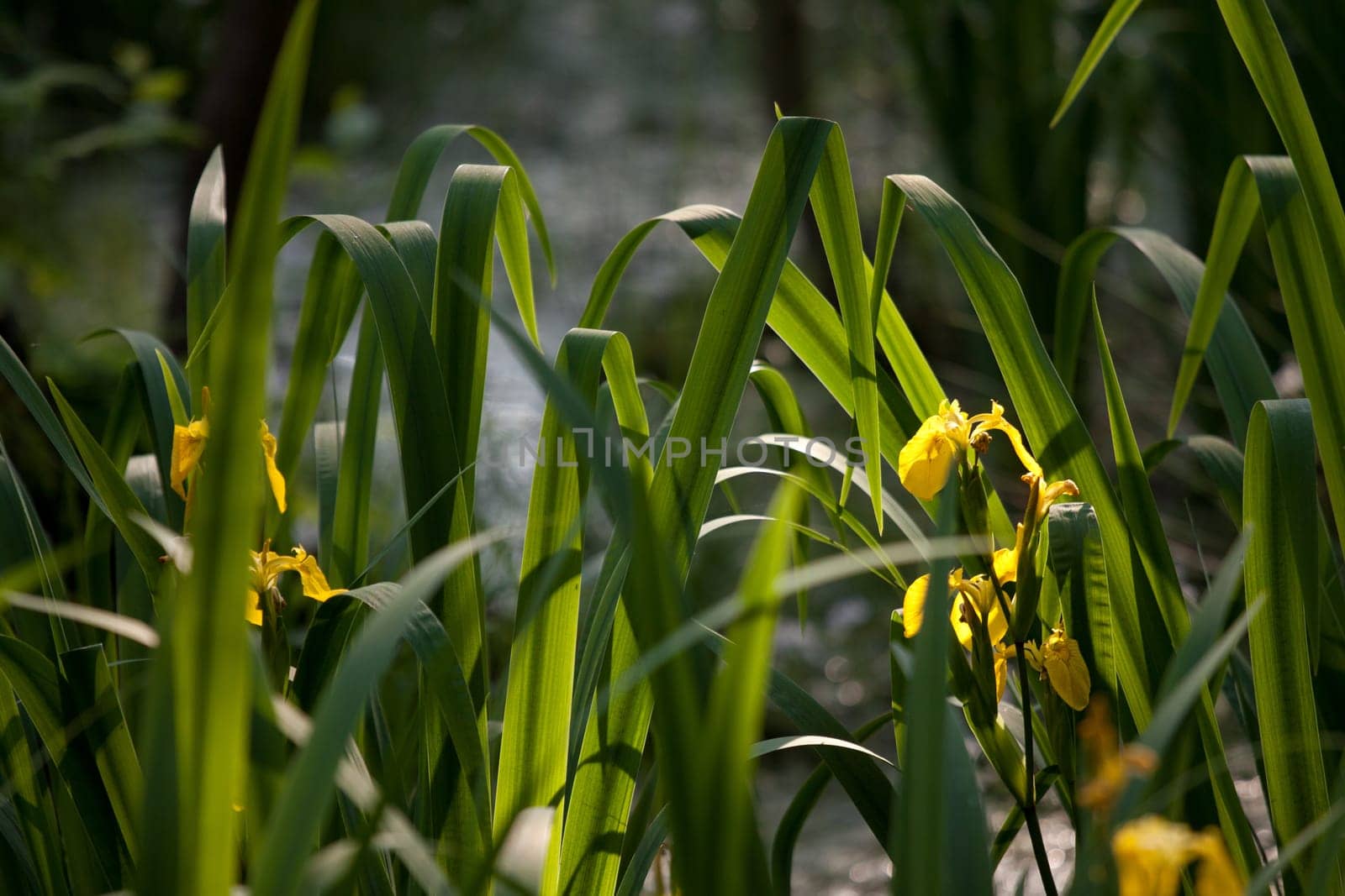 Marsh iris in a swamp near Heringsdorf