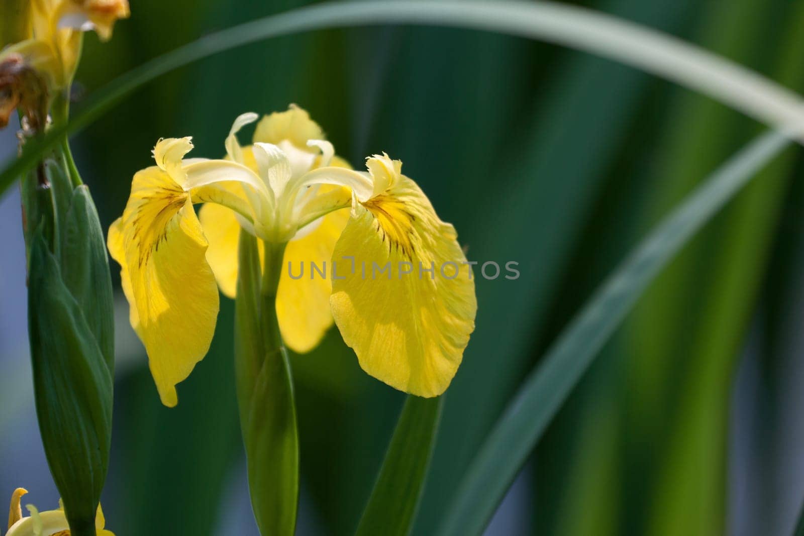 Marsh iris in a swamp near Heringsdorf