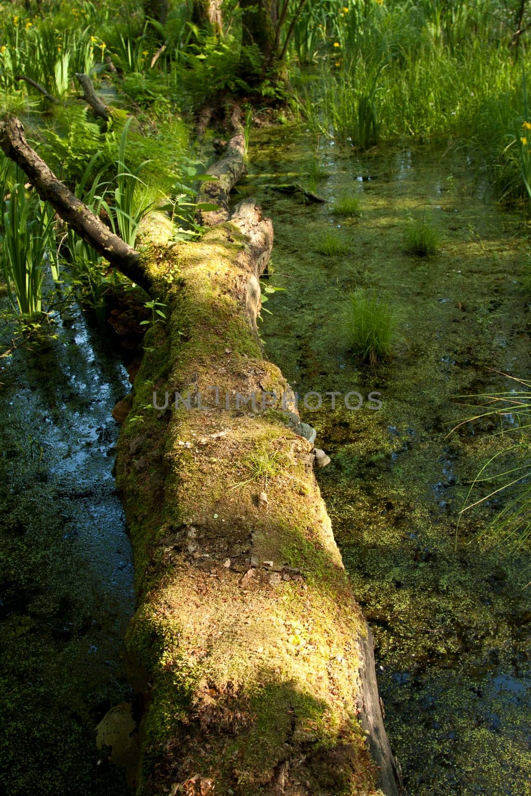 A fallen tree lies in the moor