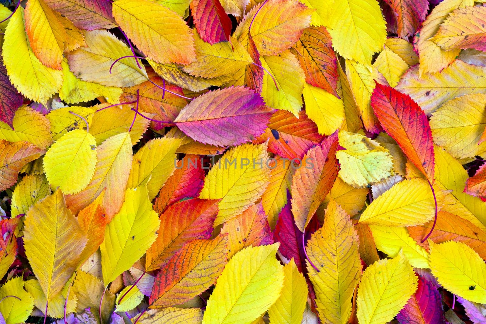 yellow orange autumn leaves lying in the faded foliage