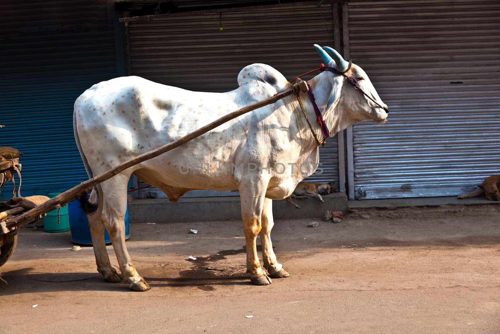 Ox cart transportation on early morning in Delhi, India.
