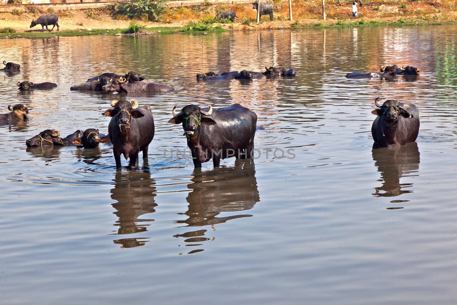cow has a rest in the lake of the village
