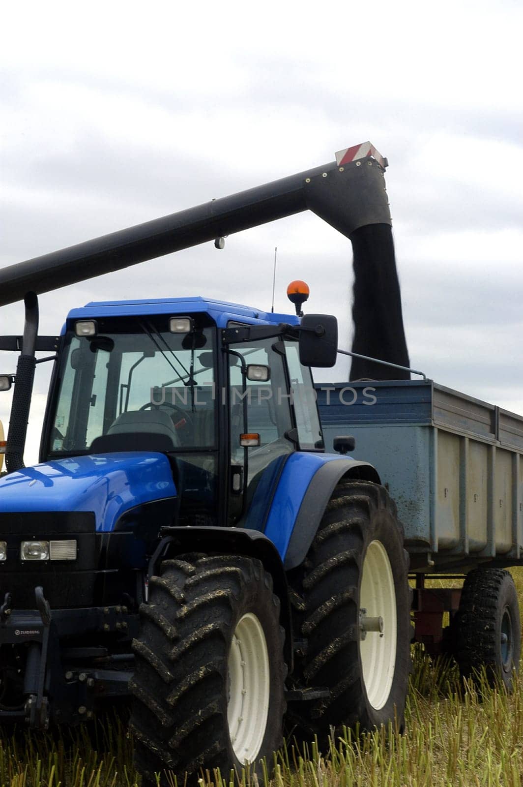 The harvest of colza with machines like a reaping-machine threshing-machine and tractor