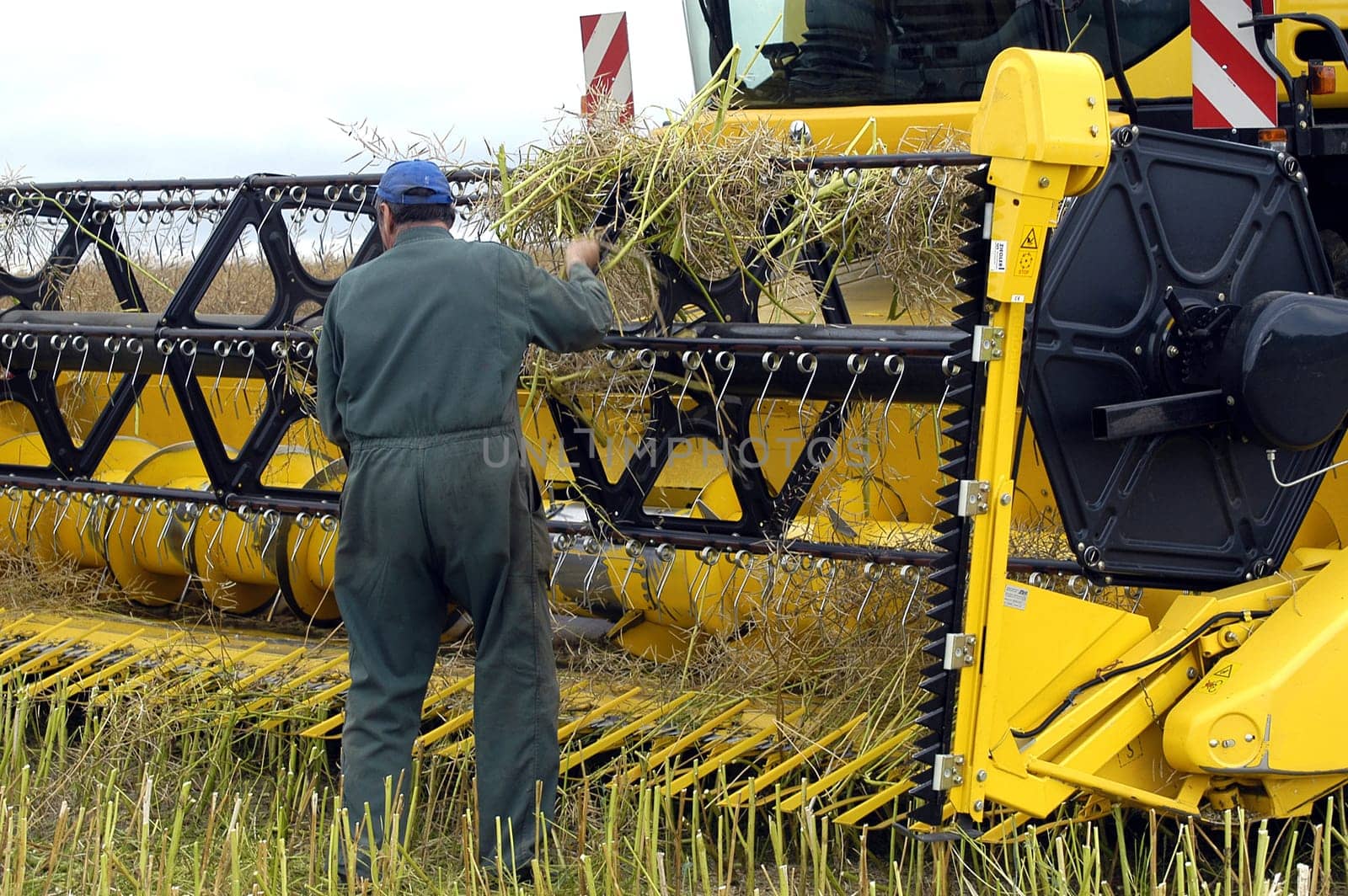 The harvest of colza with machines like a reaping-machine threshing-machine and tractor