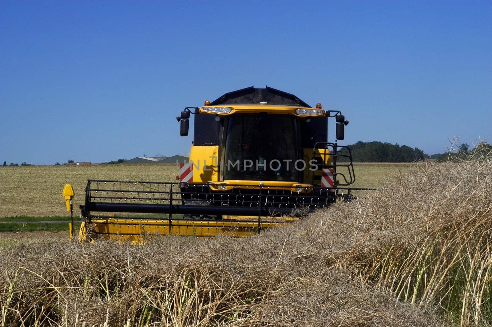 The harvest of colza with machines like a reaping-machine threshing-machine and tractor