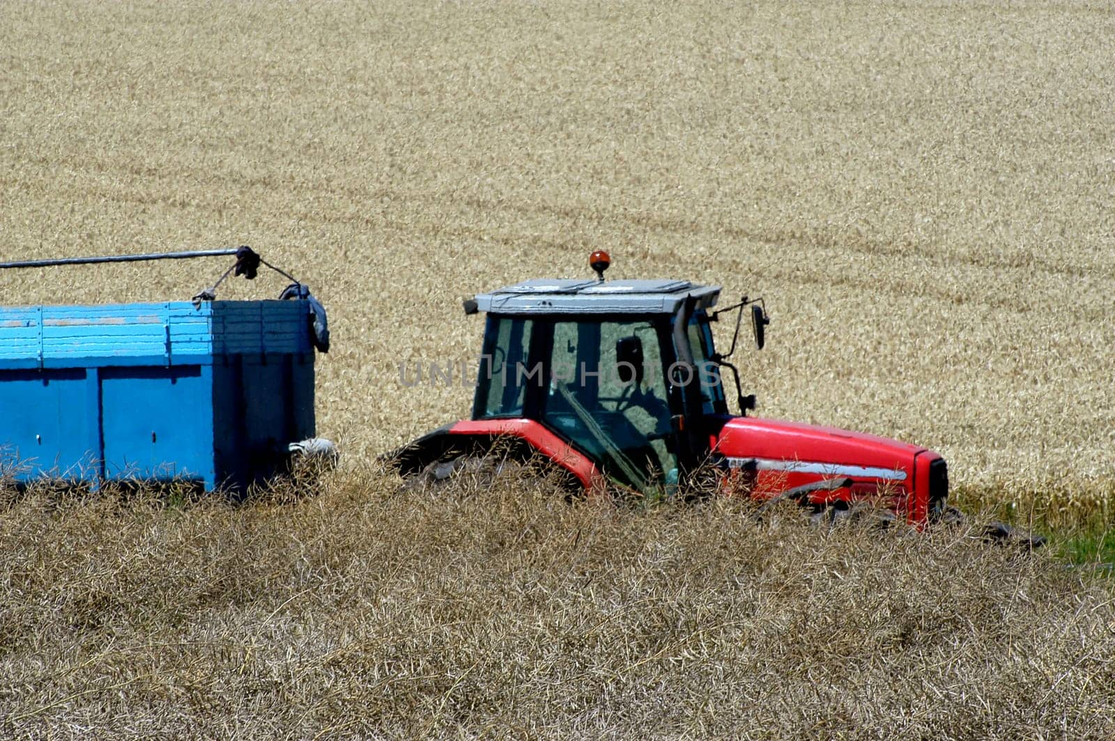 The harvest of colza with machines like a reaping-machine threshing-machine and tractor