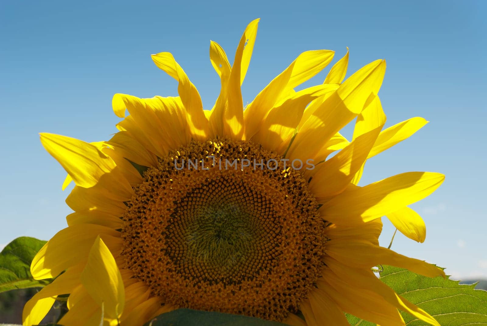 Sunflower with blue sky in the middle