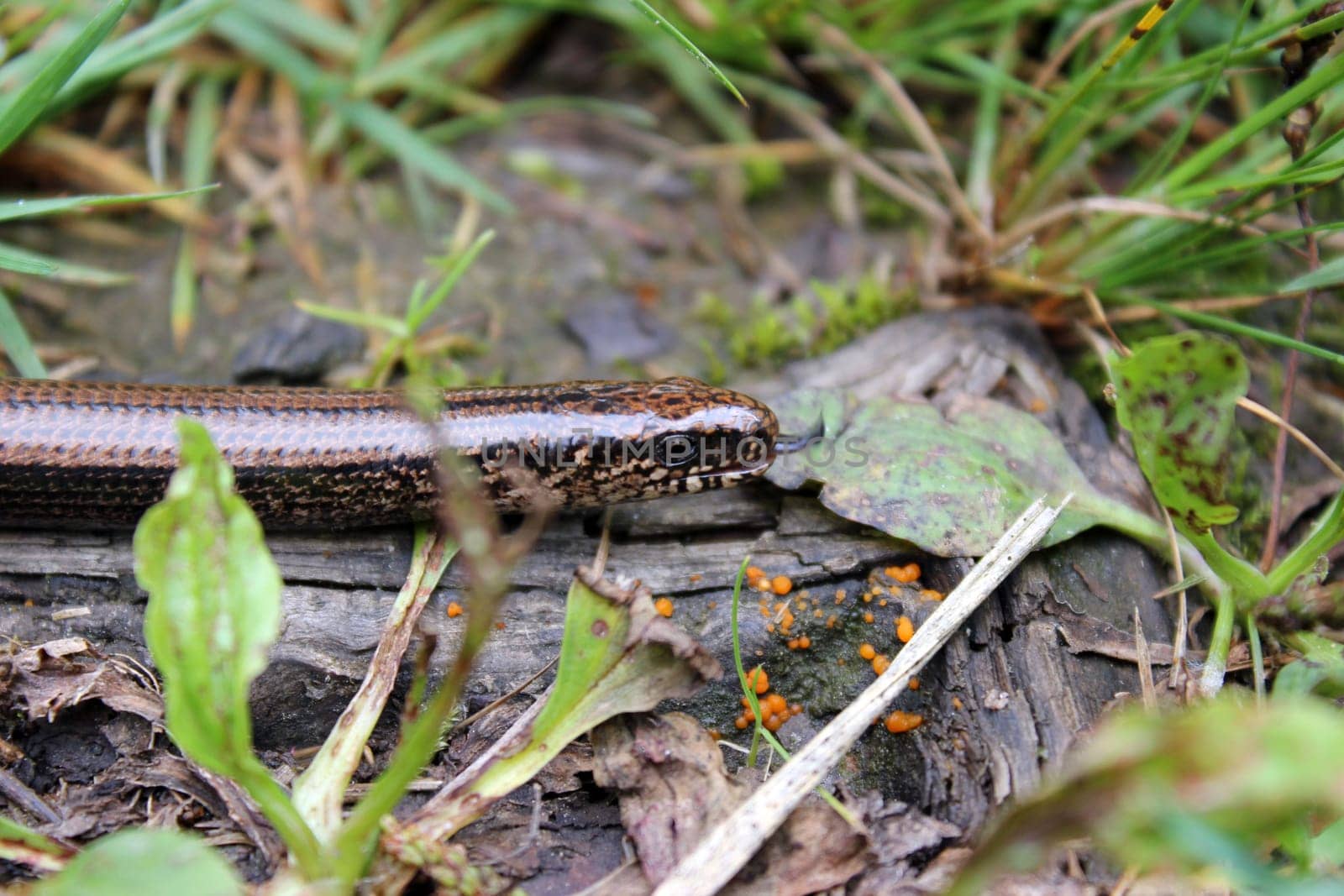 Tongue-in-cheek slow worm