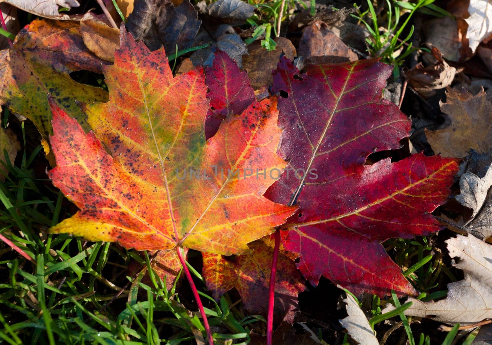 colorful maple leafs fallen on the ground