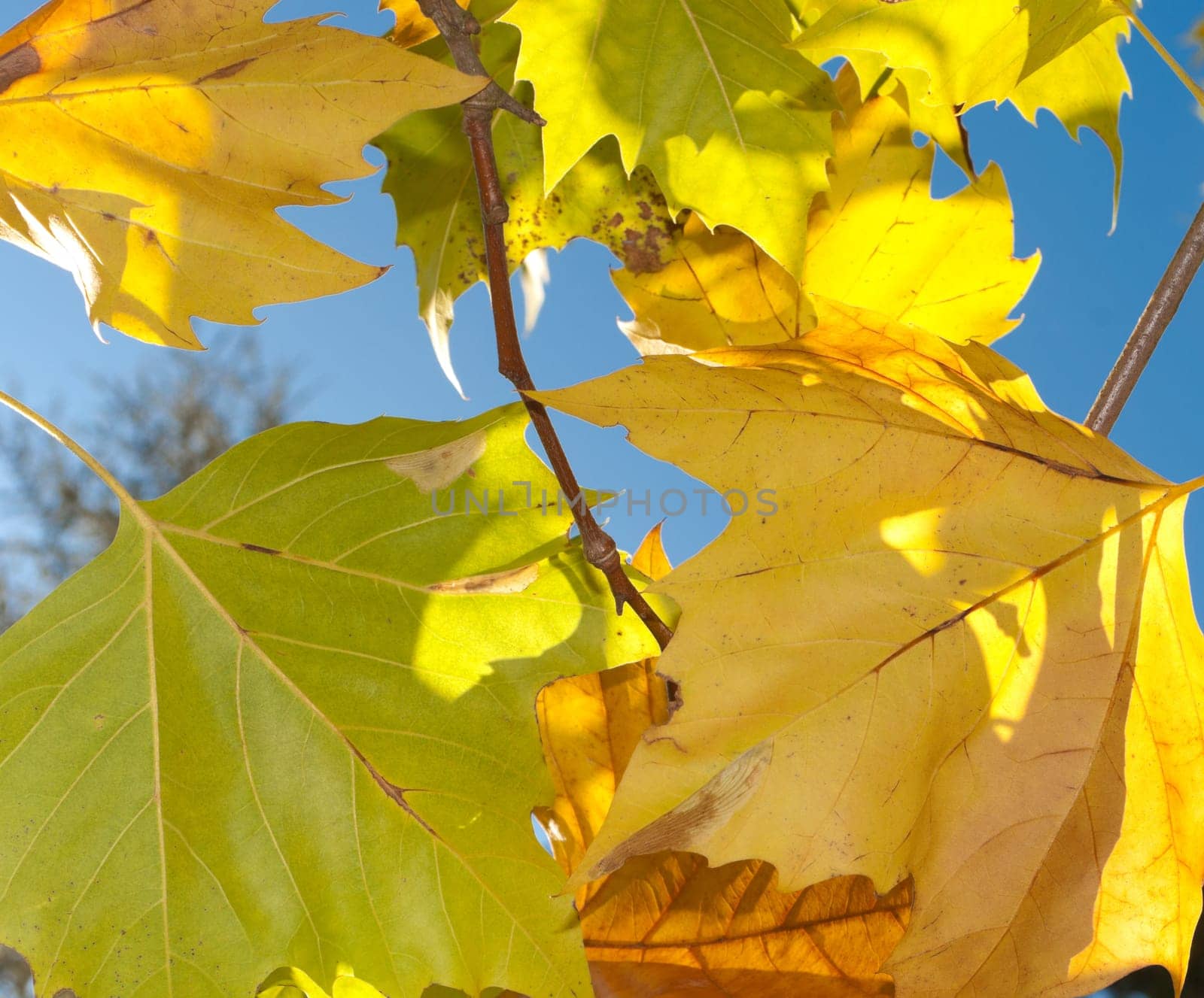 colorful maple leafs still hanging on a branch
