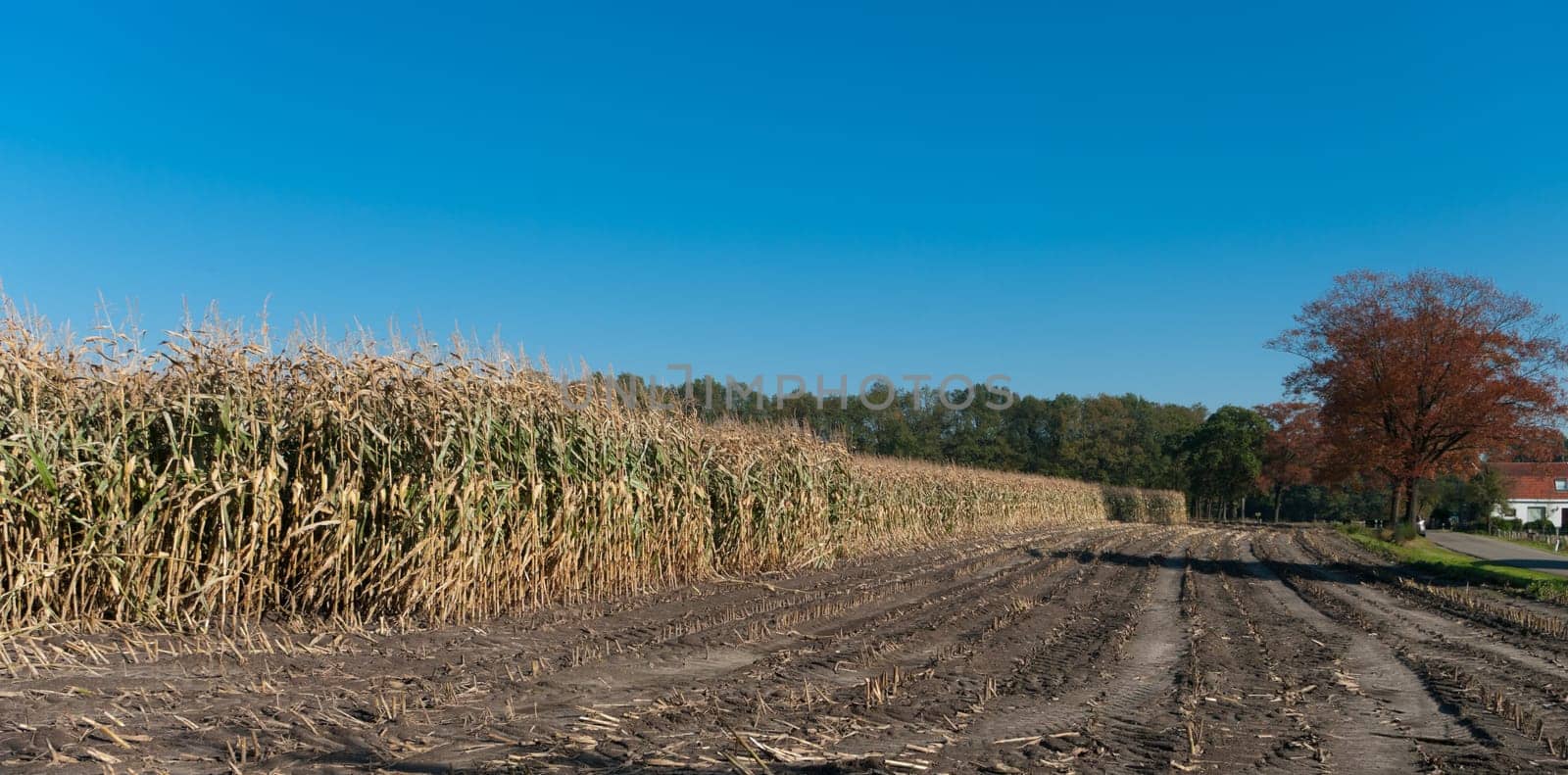 partly harvested maize field under a clear blue sky